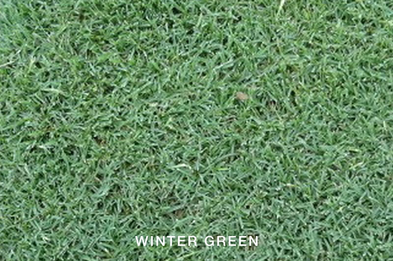 Winter Green